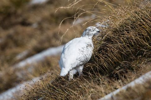 Alpenschneehuhn mit weißem Wintergefieder