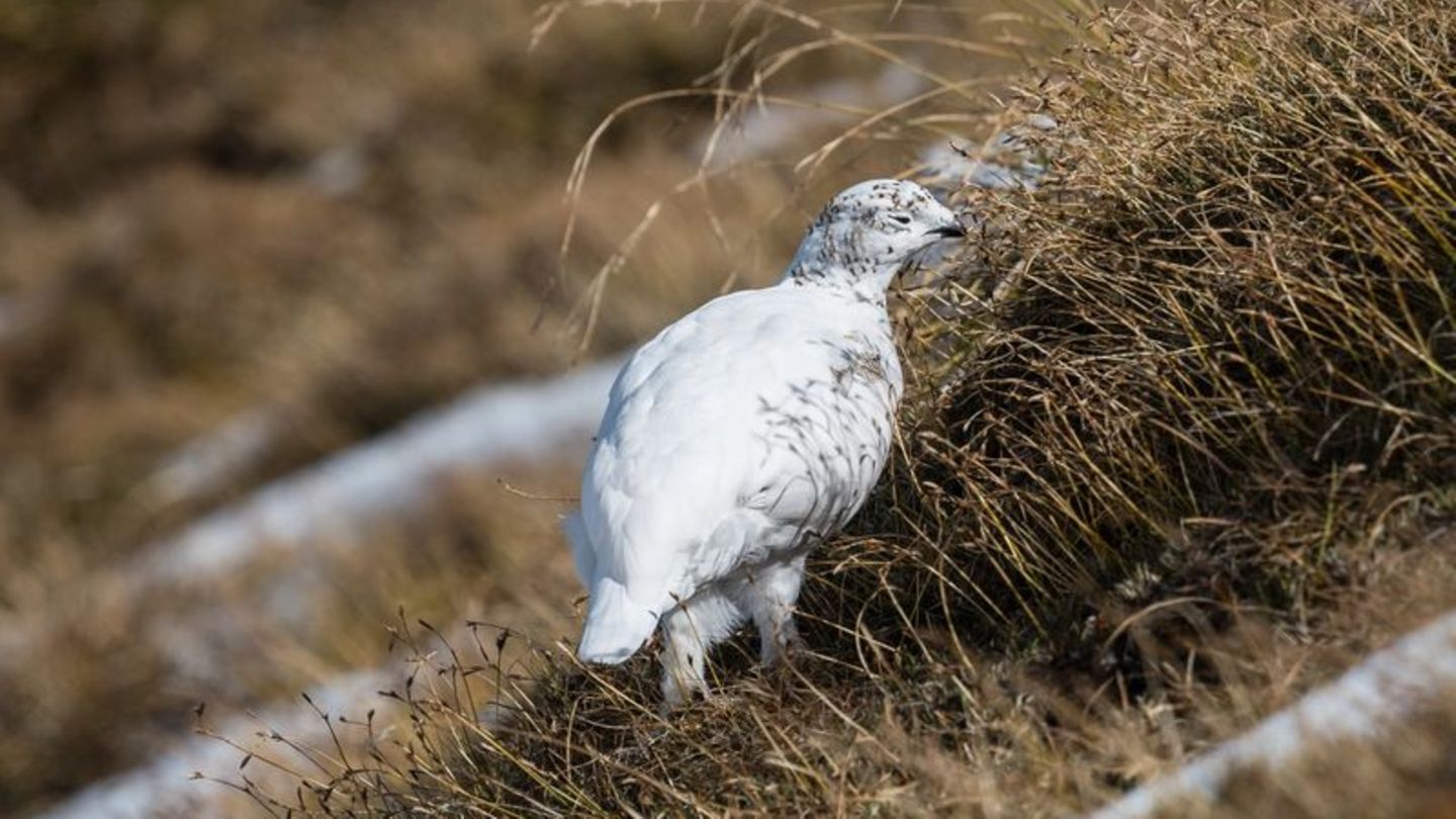 Alpenschneehuhn mit weißem Wintergefieder
