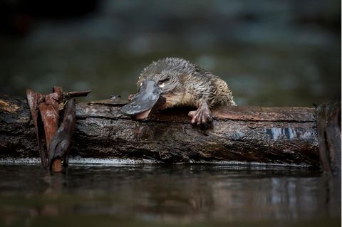 An Freiheit muss man sich gewöhnen: Dieses Jungtier wurde gerade in den McMahons Creek im australischen Bundesstaat Victoria entlassen. Auswilderungsprojekte wie dieses sollen dem Schnabeltier beim Überleben helfen