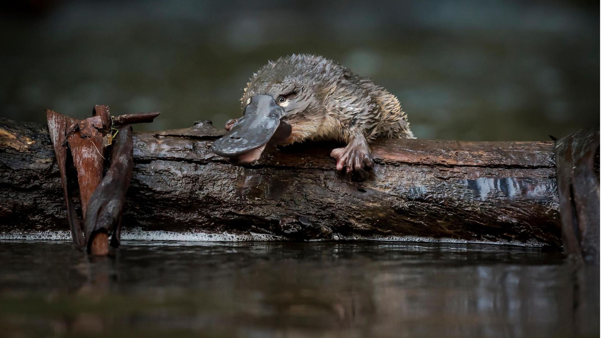 An Freiheit muss man sich gewöhnen: Dieses Jungtier wurde gerade in den McMahons Creek im australischen Bundesstaat Victoria entlassen. Auswilderungsprojekte wie dieses sollen dem Schnabeltier beim Überleben helfen