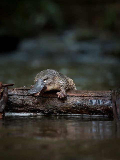An Freiheit muss man sich gewöhnen: Dieses Jungtier wurde gerade in den McMahons Creek im australischen Bundesstaat Victoria entlassen. Auswilderungsprojekte wie dieses sollen dem Schnabeltier beim Überleben helfen
