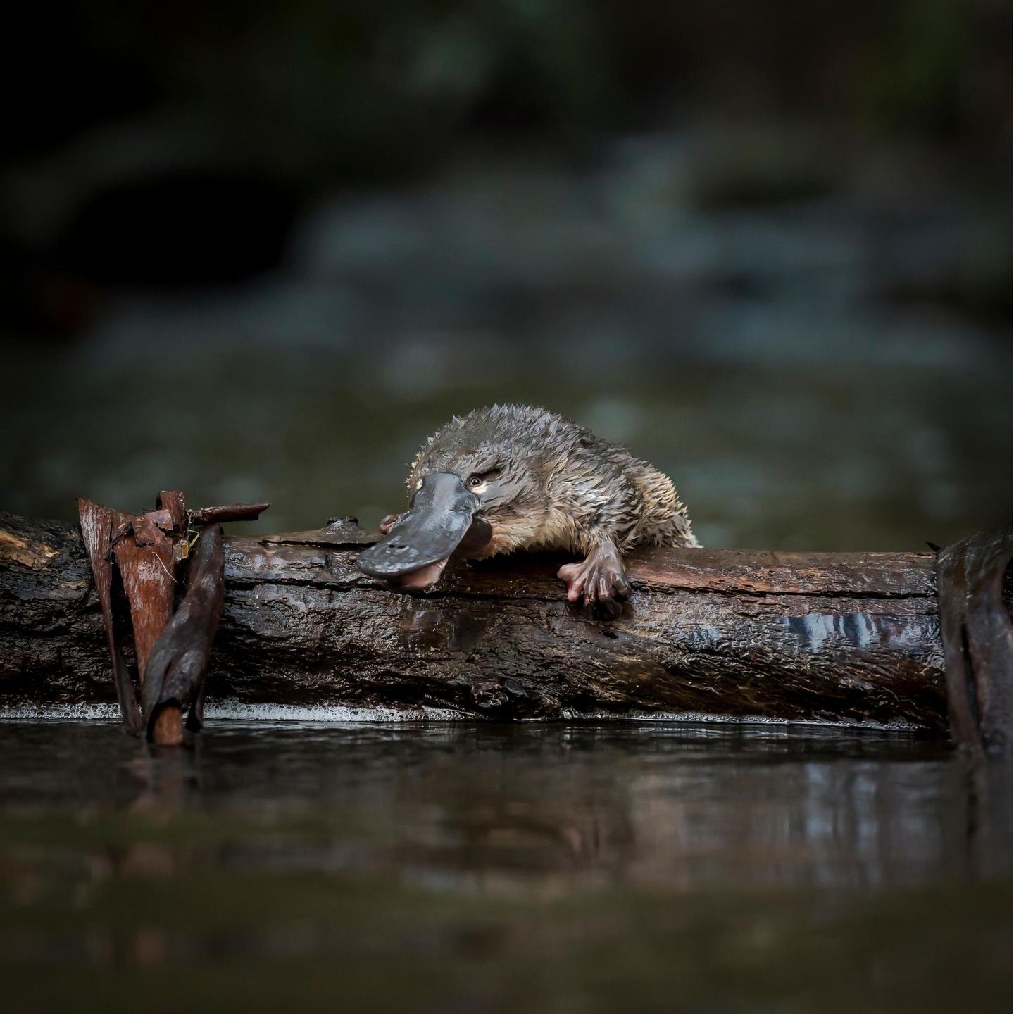 An Freiheit muss man sich gewöhnen: Dieses Jungtier wurde gerade in den McMahons Creek im australischen Bundesstaat Victoria entlassen. Auswilderungsprojekte wie dieses sollen dem Schnabeltier beim Überleben helfen