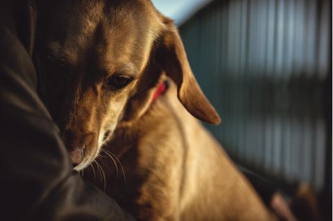 Ängstlicher Hund auf dem Schoß seines Besitzers