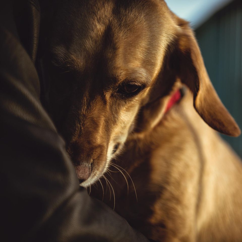 Ängstlicher Hund auf dem Schoß seines Besitzers