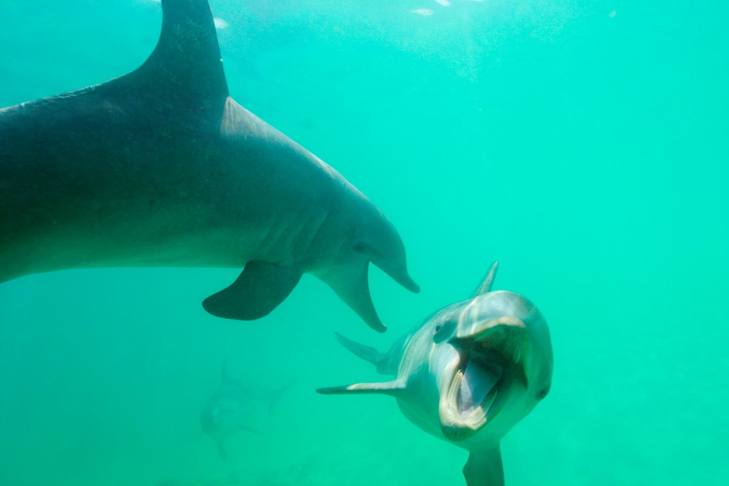 Delfine kommunizieren über diverse Unterwasserlaute miteinander