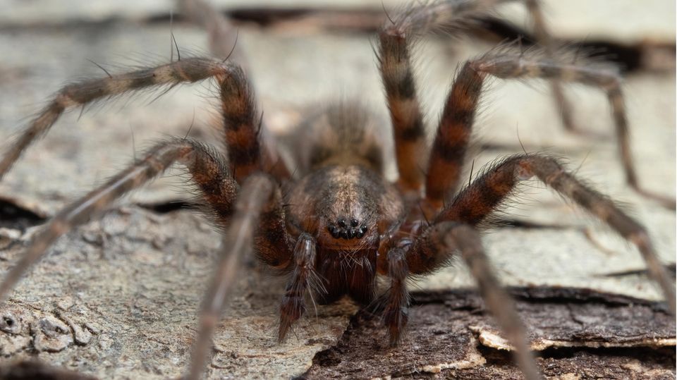 Winkelspinne Tegenaria domestica ist eine der heimischen Spinnen