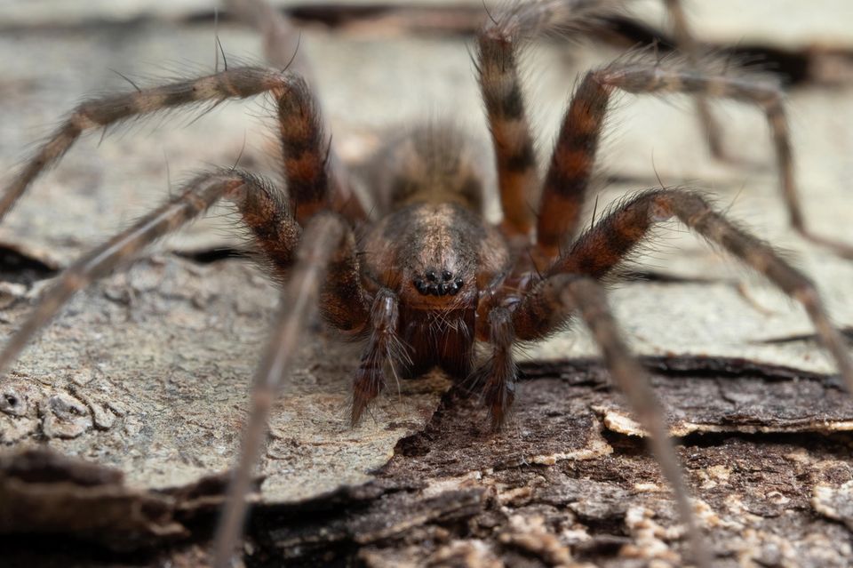 Winkelspinne Tegenaria domestica ist eine der heimischen Spinnen