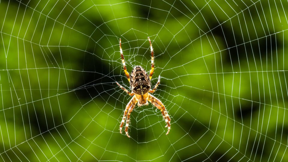 Kreuzspinne im Netz