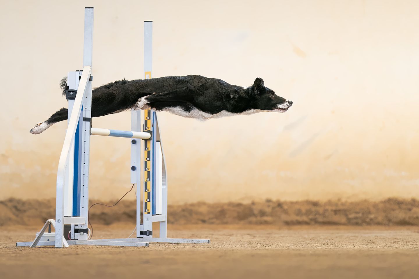 Gewinner der Kategorie "Action" 1st Place Winner - Francesco Junior Mura - Italy "She is Bagheera" The first obstacle of the course is the moment I prefer most of all. There, where it all begins, where the bond between Human and Dog is expressed in such a clear way by such a magnetic look, where you can see the power of dog’s muscles contracting and releasing energy at every handler’s nod. Agility Dog is trust Agility Dog is respect Agility Dog is togetherness This photo was taken during an Agility Dog competition in Italy. Sony A9 + 70 200 2.8 GM2 1/2000 iso 3200 200mm