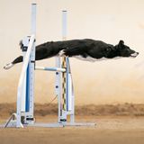 1st Place Winner - Francesco Junior Mura - Italy  "She is Bagheera" The first obstacle of the course is the moment I prefer most of all. There, where it all begins, where the bond between Human and Dog is expressed in such a clear way by such a magnetic look, where you can see the power of dog’s muscles contracting and releasing energy at every handler’s nod. Agility Dog is trust Agility Dog is respect Agility Dog is togetherness This photo was taken during an Agility Dog competition in Italy. Sony A9 + 70 200 2.8 GM2 1/2000 iso 3200 200mm