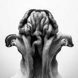 1st Place Winner - Su Kaye - United Kingdom  Just trying to do something different from the norm and create something unique in my studio and a new style. Not something I've seen other people doing and has created a great response and good reactions.  Title: Things are looking up Olympus EM1 II