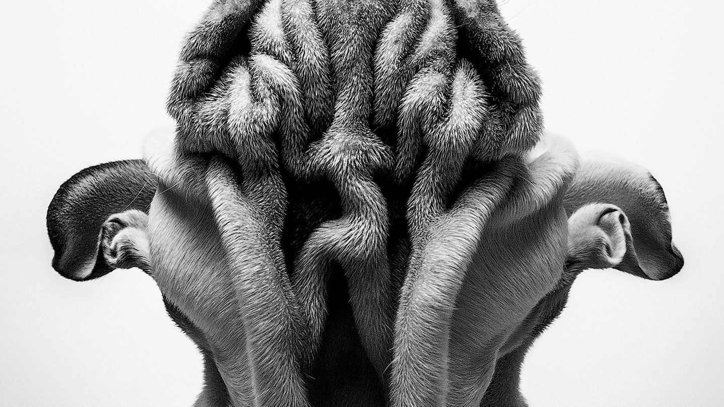 1st Place Winner - Su Kaye - United Kingdom  Just trying to do something different from the norm and create something unique in my studio and a new style. Not something I've seen other people doing and has created a great response and good reactions.  Title: Things are looking up Olympus EM1 II