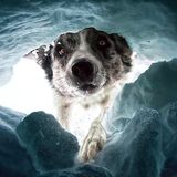 PORTRAIT & LANDSCAPE CATEGORY  1st Place Winner - Dalia Fichmann - Switzerland  The avalanche rescuedog “Away from the pistes, away from the hustle and bustle, enjoying the softness of the powder snow, the untouchedness .. The dark side of it: every year people are buried by avalanches. The search in rough terrain is usually very difficult. The avalanche rescuedogs are often the first responders, fighting their way through the avalanche cones on their four paws with a lot of perseverance to look for the buried people, who are sometimes buried several meters under the snow masses. In Melchsee- Frutt (Switzerland) I have accompanied the rescue teams led by Nicole Dammann with the camera for a day. The dogs are trained using positive reinforcement to keep them enjoying the search. To capture the moment when the dog finds the buried person and digs through the snow, I lay down with the camera in a small, dark ice cave and let the dogs search for me. The moment when the snow cover opens up, the first ray of light penetrates the cave, the paws dig away the snow and the dog's nose sniffs towards you is wonderful. A big compliment to all the dog handlers with their four-legged friends who invest a lot of time and patience. In an emergency, they risk their own lives. The picture shows Border Collie Kyron, who was looking for me and fortunately found me." Nikon D3, Nikkor 24-70mm, ISO4500, 38mm, f5, 1/800