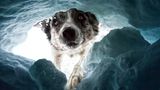 PORTRAIT & LANDSCAPE CATEGORY  1st Place Winner - Dalia Fichmann - Switzerland  The avalanche rescuedog “Away from the pistes, away from the hustle and bustle, enjoying the softness of the powder snow, the untouchedness .. The dark side of it: every year people are buried by avalanches. The search in rough terrain is usually very difficult. The avalanche rescuedogs are often the first responders, fighting their way through the avalanche cones on their four paws with a lot of perseverance to look for the buried people, who are sometimes buried several meters under the snow masses. In Melchsee- Frutt (Switzerland) I have accompanied the rescue teams led by Nicole Dammann with the camera for a day. The dogs are trained using positive reinforcement to keep them enjoying the search. To capture the moment when the dog finds the buried person and digs through the snow, I lay down with the camera in a small, dark ice cave and let the dogs search for me. The moment when the snow cover opens up, the first ray of light penetrates the cave, the paws dig away the snow and the dog's nose sniffs towards you is wonderful. A big compliment to all the dog handlers with their four-legged friends who invest a lot of time and patience. In an emergency, they risk their own lives. The picture shows Border Collie Kyron, who was looking for me and fortunately found me." Nikon D3, Nikkor 24-70mm, ISO4500, 38mm, f5, 1/800