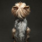 2nd Place - Jane Thomson - Canada  "MIMI'S BACKSTORY" Camera: FujiX-T3 Lens: Fujifilm 18-55mm (at 40mm) F11 | 1/250 sec | ISO 160