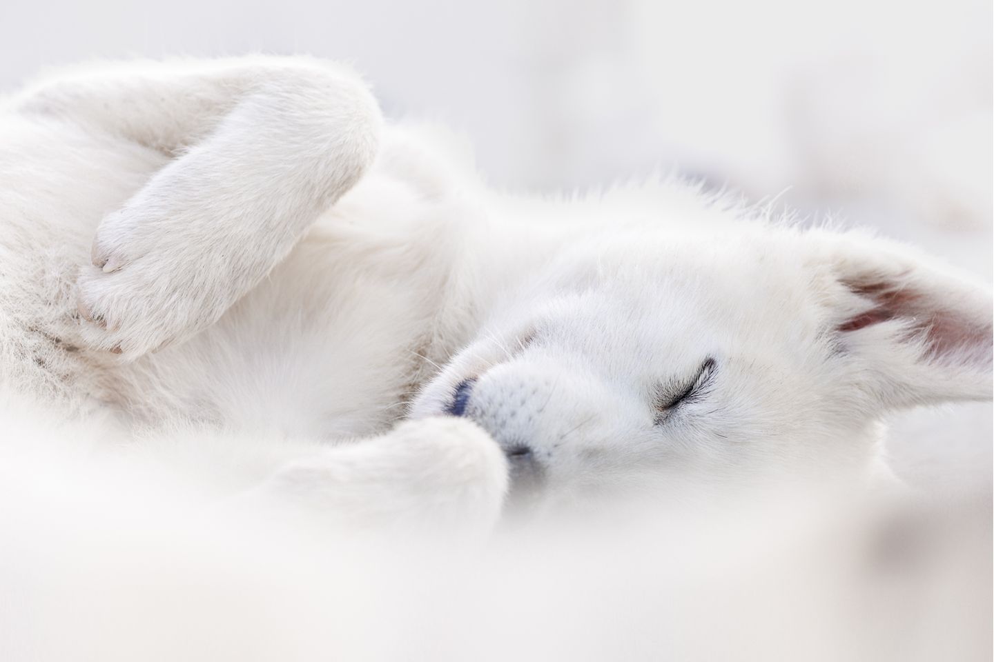 Dritter Platz der Kategorie "Portrait & Landscape" 3rd Place - Joanne Liu - Canada These photos are of Greenland Dogs (Greenlandic: Kalaallit Qimmiat, Danish: Grønlandshund) in Ilulissat, Greenland behaving naturally on the land provided to them by the government. There used be 30,000 Greenland Dogs and now there are only around 15,000. In Greenland they are exclusively used as working sled dogs. Climate change has reduced their use in favour of skidoos, which are better able to handle marginal ice conditions. Puppies up until about 6 months of age are allowed to roam untethered in order to socialize them and are friendly and playful. Adults are chained and kept separate. Housing and veterinary care is provided by the government. A Canon R5 and 100-400 mm lens at f5 to f5.6 was used to take all three photos in September 2022.