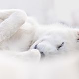 3rd Place - Joanne Liu - Canada  These photos are of Greenland Dogs (Greenlandic: Kalaallit Qimmiat, Danish: Grønlandshund) in Ilulissat, Greenland behaving naturally on the land provided to them by the government. There used be 30,000 Greenland Dogs and now there are only around 15,000. In Greenland they are exclusively used as working sled dogs. Climate change has reduced their use in favour of skidoos, which are better able to handle marginal ice conditions. Puppies up until about 6 months of age are allowed to roam untethered in order to socialize them and are friendly and playful. Adults are chained and kept separate. Housing and veterinary care is provided by the government.  A Canon R5 and 100-400 mm lens at f5 to f5.6 was used to take all three photos in September 2022.