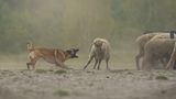 Marta Lapsz  Finalist, Action  The most important thing about this photo is not one sheep got hurt during photoshot