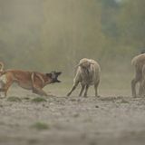 Marta Lapsz  Finalist, Action  The most important thing about this photo is not one sheep got hurt during photoshot