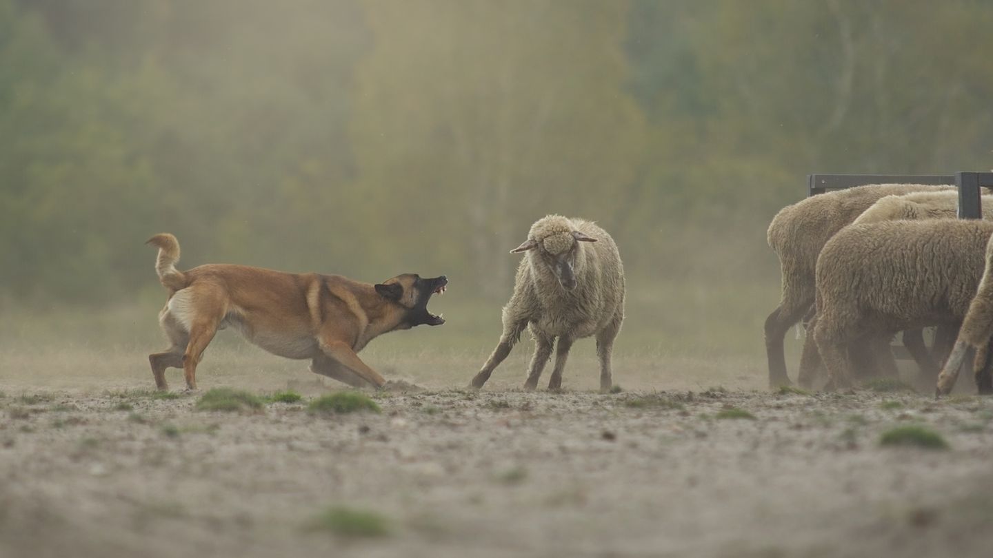 Marta Lapsz  Finalist, Action  The most important thing about this photo is not one sheep got hurt during photoshot
