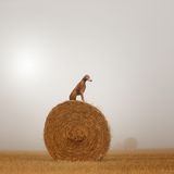 Sanna Sander      An azawakh, on lookout. Always on look out and ready for action.      Canon EOS 5D mark IV EF 70-200 L 2.8