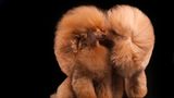 Kateryna Mumzhynska  Finalist, Studio  5D Mark III Poodle love