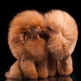 Kateryna Mumzhynska  Finalist, Studio  5D Mark III Poodle love