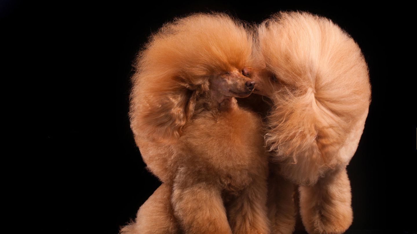 Kateryna Mumzhynska  Finalist, Studio  5D Mark III Poodle love