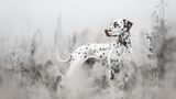 2nd Place - Sophia Hutchinson - United Kingdom  "This shot of Amber my Dalmatian is so special to me as this was one of the first walks we were able to do off lead since her two leg operations. It fills me with emotion seeing her so independent and captivated by the beauty of nature and wildlife.  Device make: SONY Device model: ILCE-7RM3 Focal length: 85mm F number: f/1.4 Metering mode: Spot Exposure program: Manual Exposure time: 1/1000"