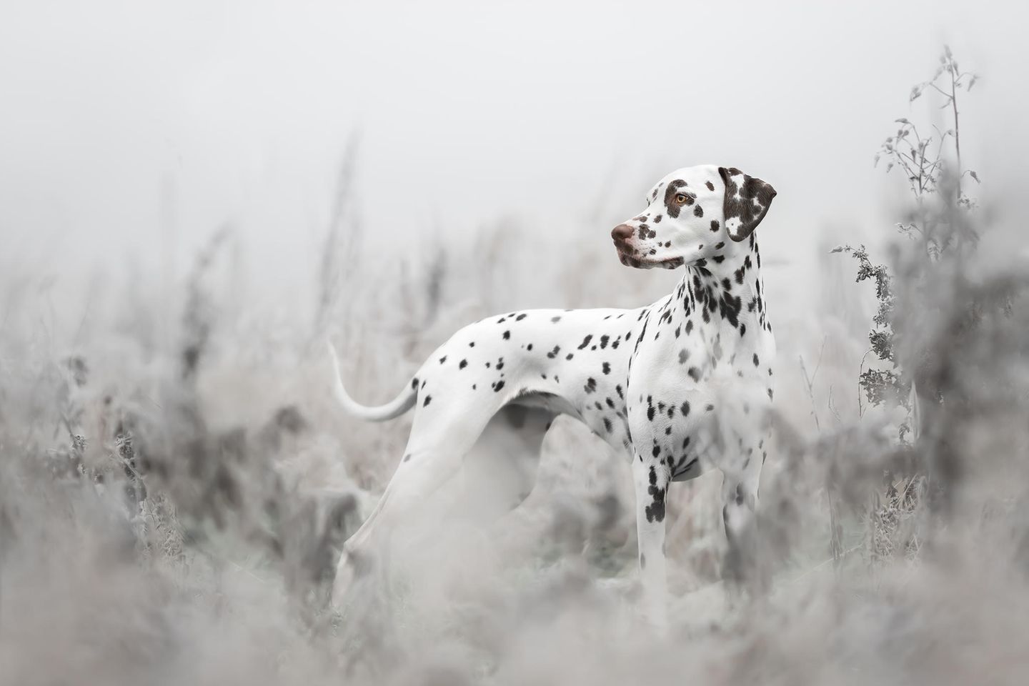 Zweiter Platz der Kategorie "Portrait & Landscape" 2nd Place - Sophia Hutchinson - United Kingdom "This shot of Amber my Dalmatian is so special to me as this was one of the first walks we were able to do off lead since her two leg operations. It fills me with emotion seeing her so independent and captivated by the beauty of nature and wildlife. Device make: SONY Device model: ILCE-7RM3 Focal length: 85mm F number: f/1.4 Metering mode: Spot Exposure program: Manual Exposure time: 1/1000"