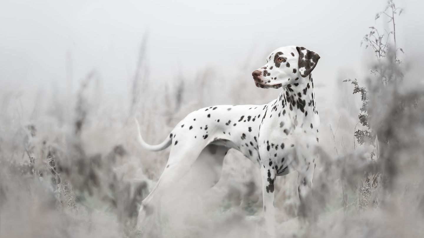 2nd Place - Sophia Hutchinson - United Kingdom  "This shot of Amber my Dalmatian is so special to me as this was one of the first walks we were able to do off lead since her two leg operations. It fills me with emotion seeing her so independent and captivated by the beauty of nature and wildlife.  Device make: SONY Device model: ILCE-7RM3 Focal length: 85mm F number: f/1.4 Metering mode: Spot Exposure program: Manual Exposure time: 1/1000"