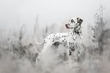 2nd Place - Sophia Hutchinson - United Kingdom  "This shot of Amber my Dalmatian is so special to me as this was one of the first walks we were able to do off lead since her two leg operations. It fills me with emotion seeing her so independent and captivated by the beauty of nature and wildlife.  Device make: SONY Device model: ILCE-7RM3 Focal length: 85mm F number: f/1.4 Metering mode: Spot Exposure program: Manual Exposure time: 1/1000"