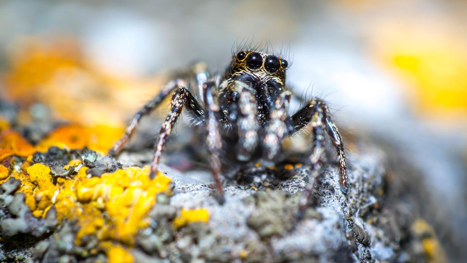 Zebraspringspinne in Nahaufnahme