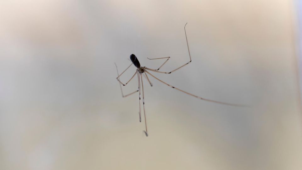 Zitterspinne im unsichtbaren Netz