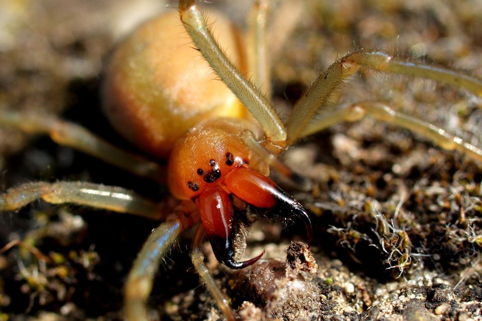 Dornfinger-Spinne sitzt auf der Erde