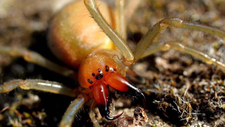 Dornfinger-Spinne sitzt auf der Erde
