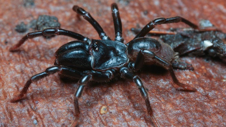 Tapezierspinne Atypus affinis