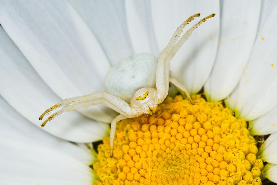 Veränderliche Krabbenspinne sitzt in einer Blüte