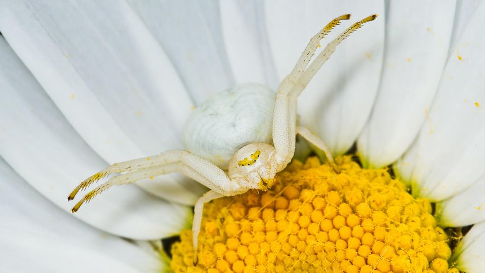 Veränderliche Krabbenspinne sitzt in einer Blüte