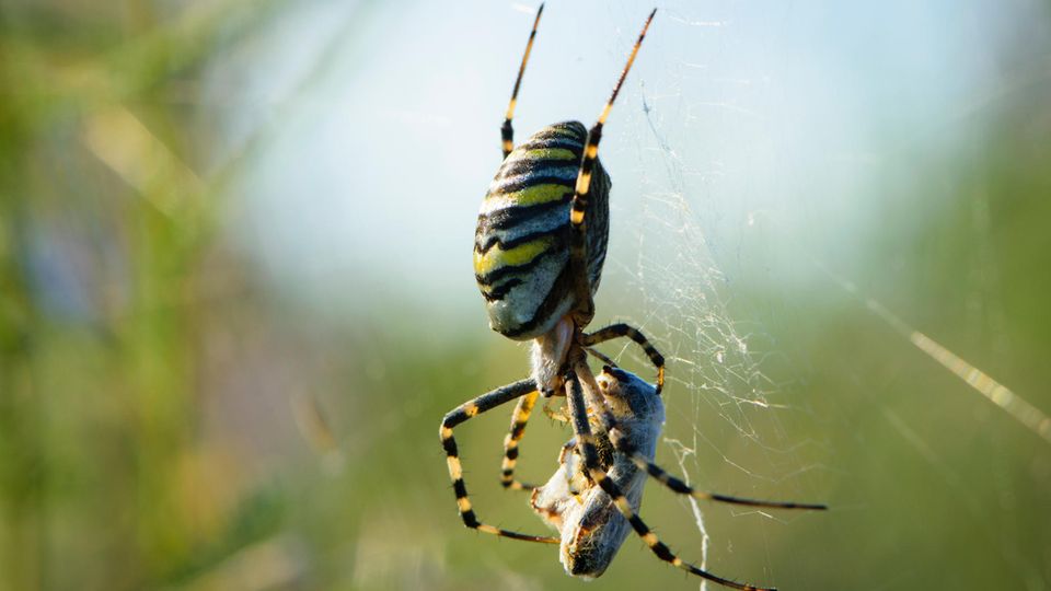 Wespenspinne Argiope Bruennichi mit Beute im Netz