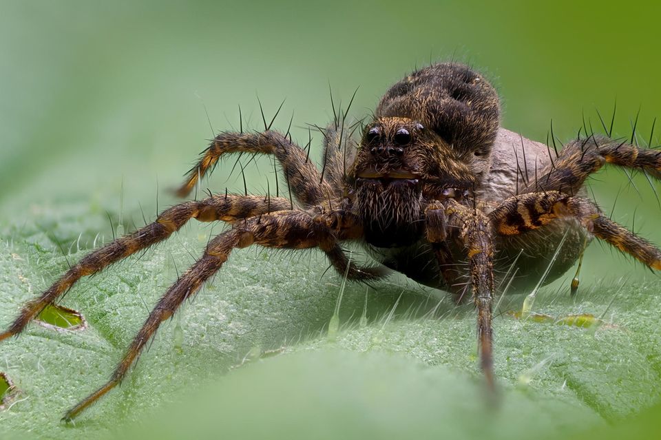 Heimische Spinnen N tzliche J ger In Deutschland GEO 