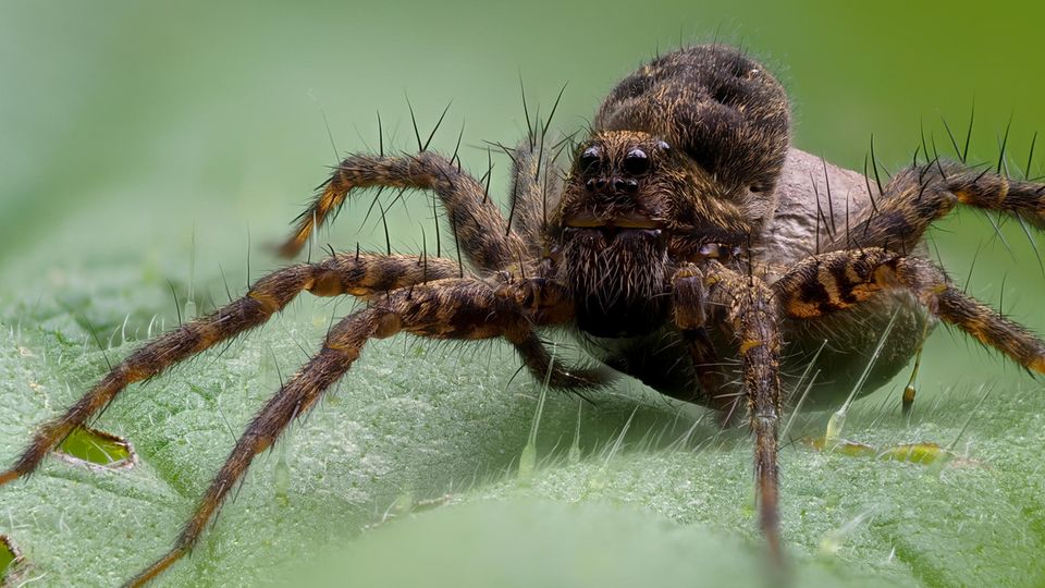 Wolfsspinne Pardosa amentata