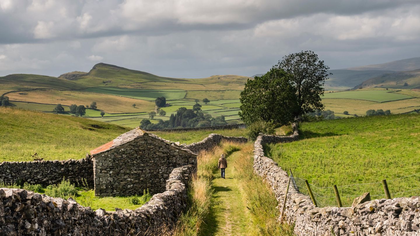 Im Norden: Wogende Hügel in den Yorkshire Dales Schon seit vielen Jahrhunderten teilen Steinwälle die Landschaft Yorkshires in kleine Parzellen, wie etwa in den dünn besiedelten Yorkshire Dales. Der Nationalpark Yorkshire Dales ist weniger bekannt, aber auch weitläufiger als etwa der Lake District. So wandeln vergleichsweise wenig Menschen durch die Landschaft. Kühe und Schafe weiden auf den grünen Wiesen in den Tälern, in den rauen, höheren Lagen wachsen Farne und Heidekraut. In den Yorkshire Dales findet sich auch der höchste Wasserfall Englands: Der Cautley Spout am nordwestlichen Ende des Nationalparks fällt über vier Stufen um fast 200 Meter Höhe ab