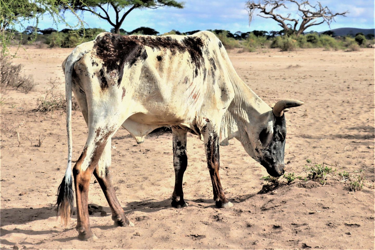 Eine abgemagerte Kuh sucht im Amboseli-Nationalpark, Kenia, nach Gras