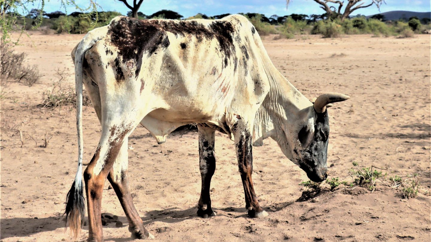Eine abgemagerte Kuh sucht im Amboseli-Nationalpark, Kenia, nach Gras