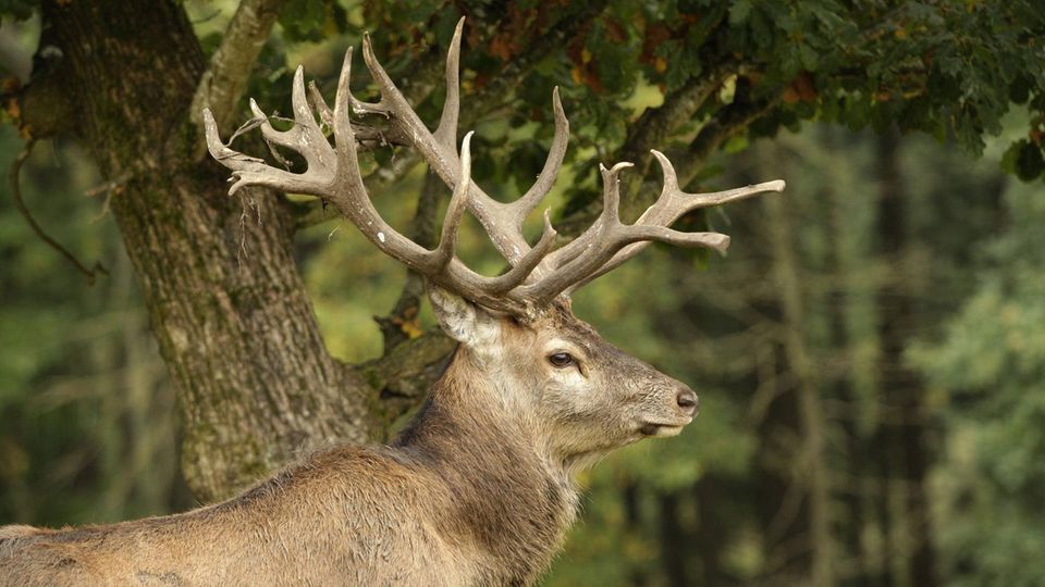 Hirsch im Wildfreigehege Hellenthal