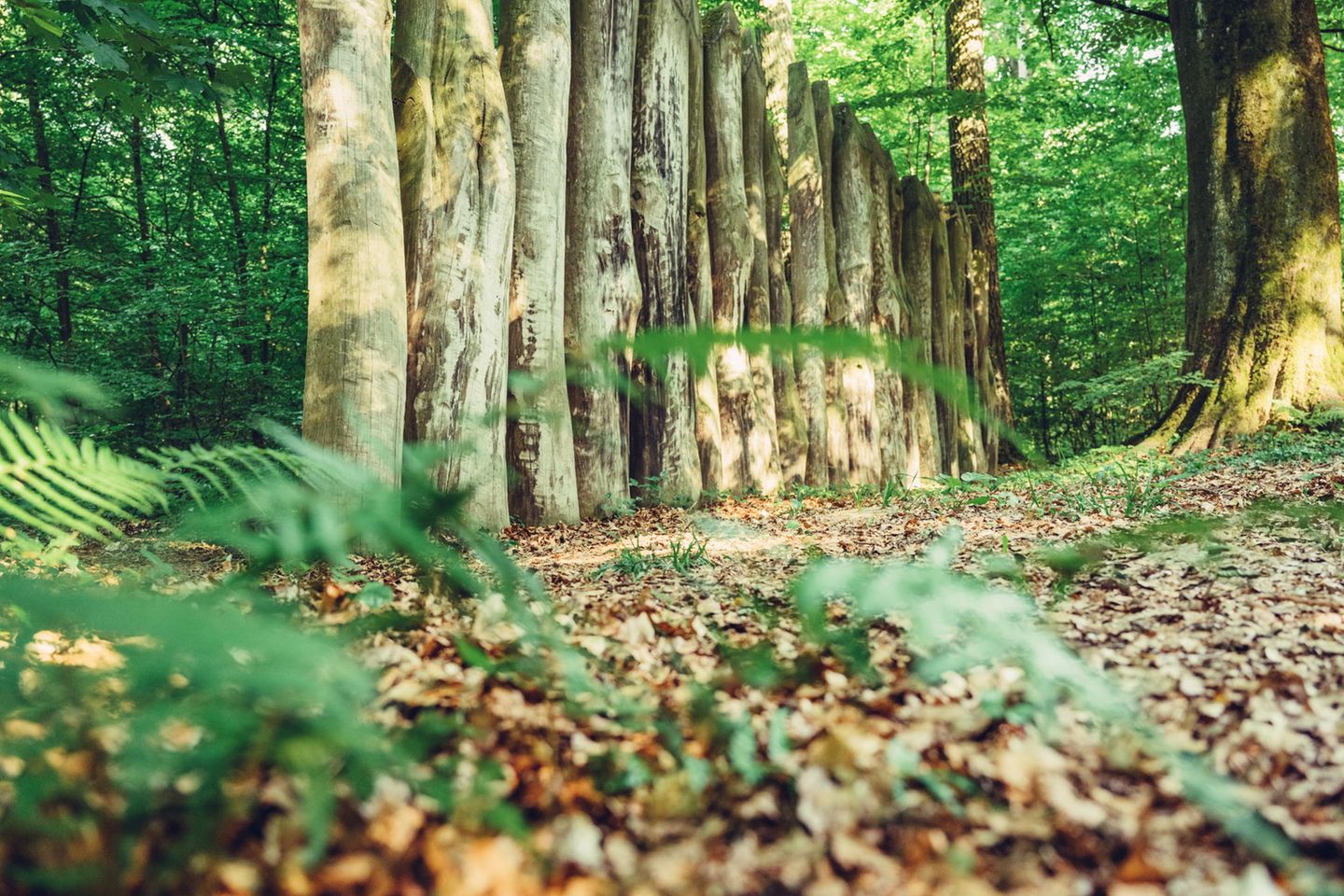 "Marspfad Walldürn-Neusaß" im Odenwald  Marspfad