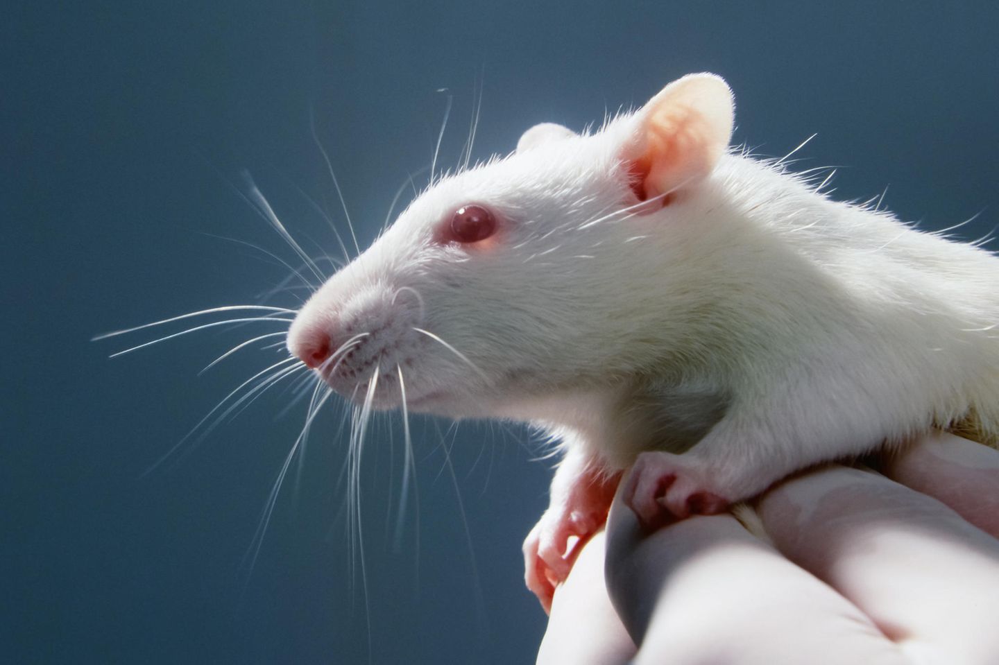 Viele Tiere sterben in Versuchen, die für die Zulassung von Medikamenten vorgeschrieben sind