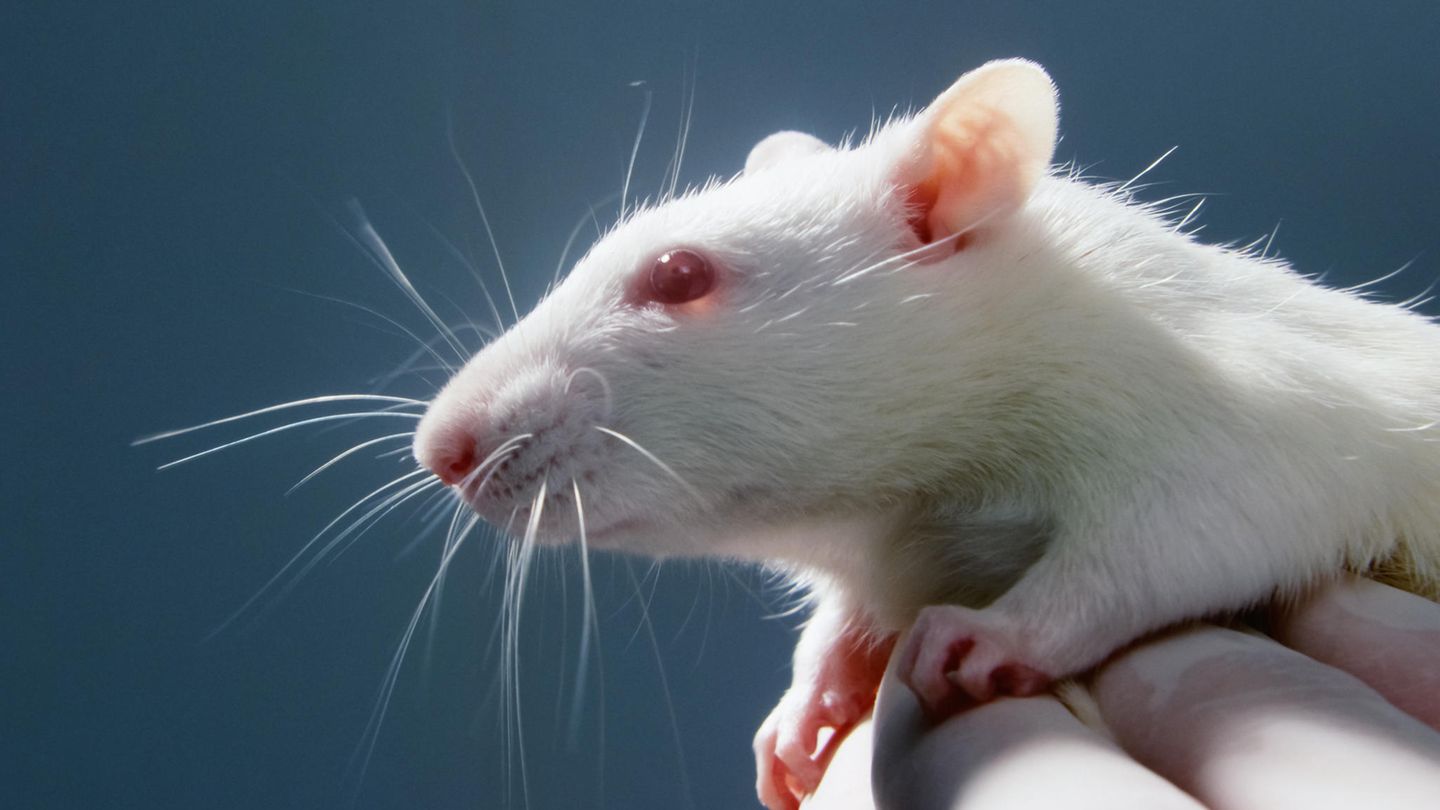 Viele Tiere sterben in Versuchen, die für die Zulassung von Medikamenten vorgeschrieben sind