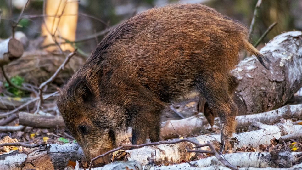 Wildschwein im Hochwildpark Kommern